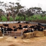 Happy-Cows