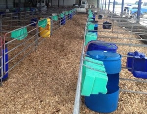 our-services-include-free-quotes-for-Wood-chips-in-Calf-Pens