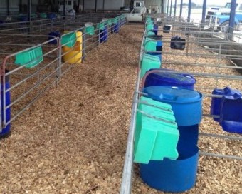 Wood chips in Calf Pens