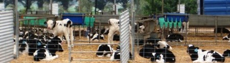 calf-pens-covered-with-wood-chips