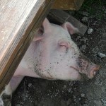 pig-sleeping