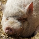 pig-sleeping-on-mulch