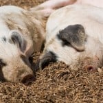 piglets-on-mulch