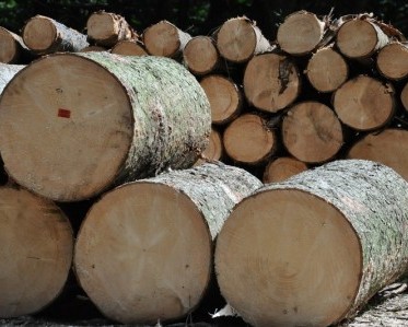 Tree Logs cut and ready for processing