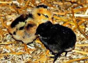 two chicks