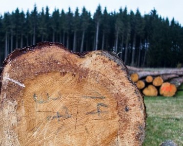 Timber Log Parts Cross-section